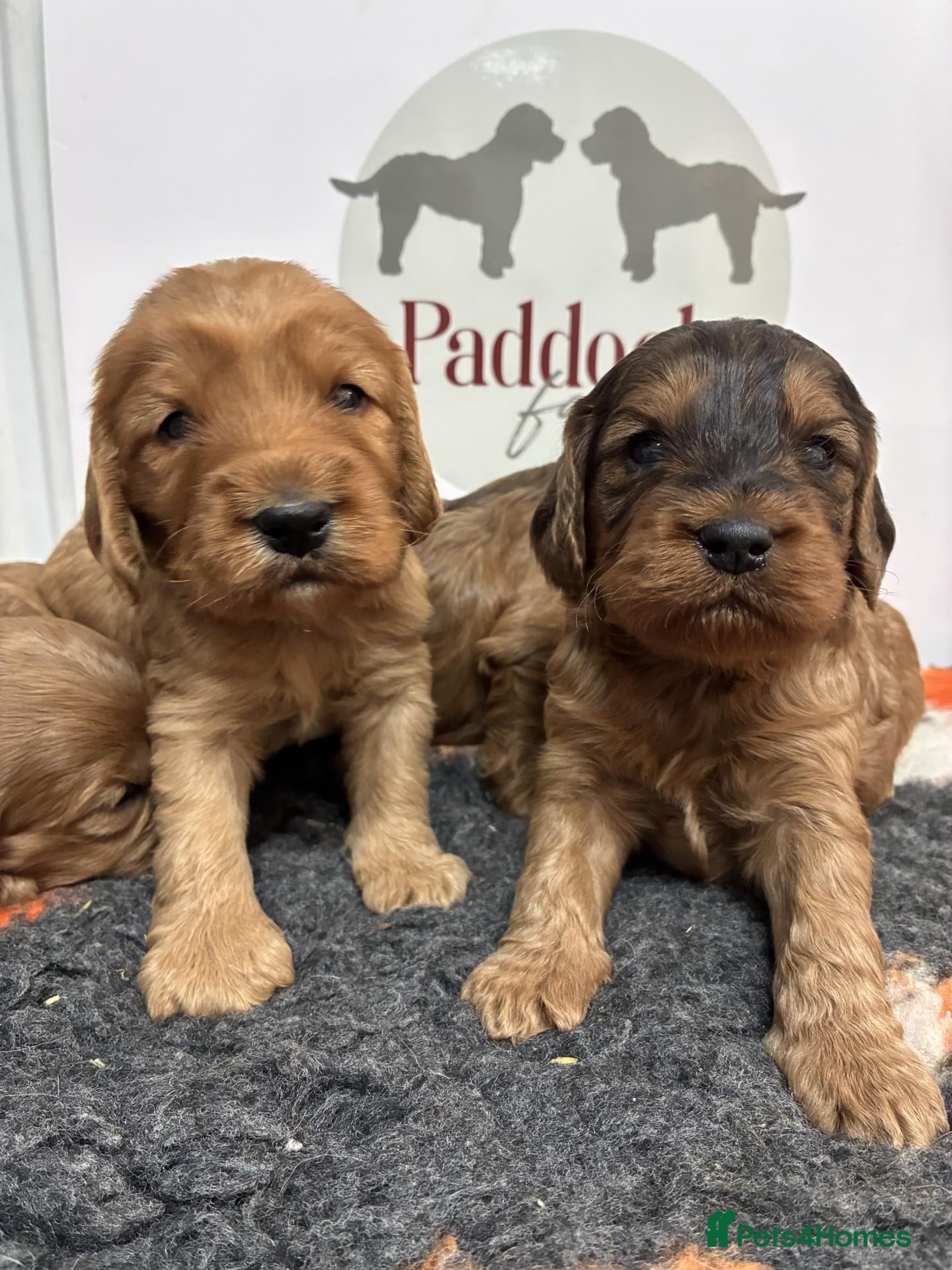 Cockapoo dogs 🌟 Stunning F1 cockapoo puppies 🌟 - Advert 1