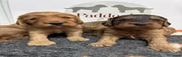 Cockapoo dogs for sale: 🌟 Stunning F1 cockapoo puppies 🌟 - Advert 1