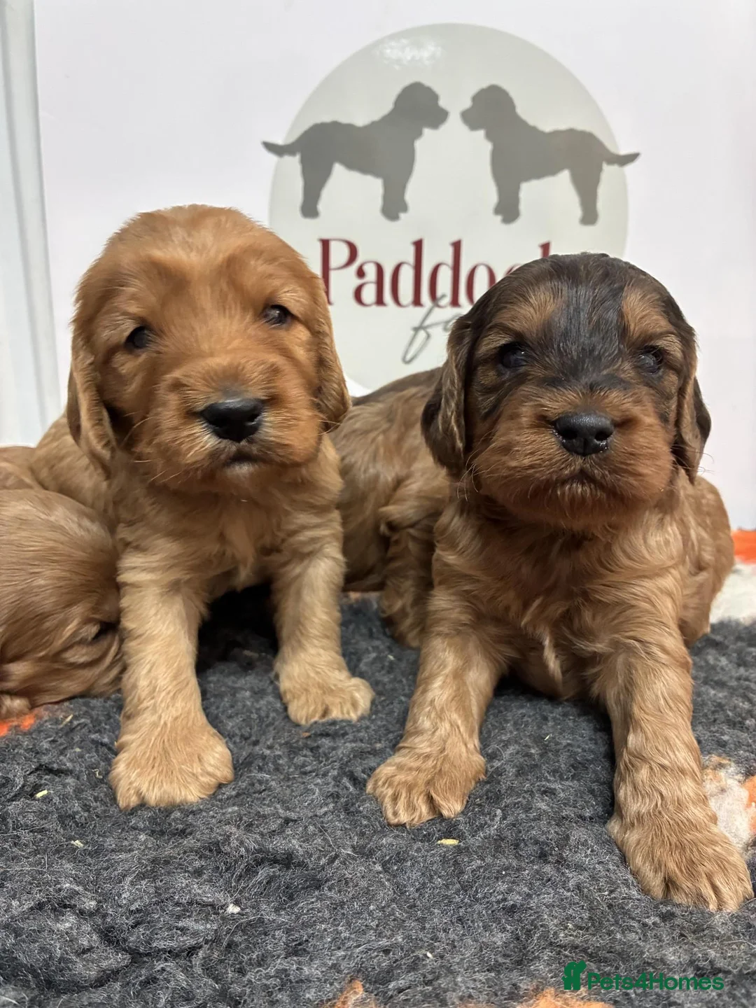 Cockapoo dogs for sale: 🌟 Stunning F1 cockapoo puppies 🌟 - Advert 1