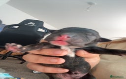 Mixed Breed dogs for sale: Presa canario cross cane corso pups - Image 4