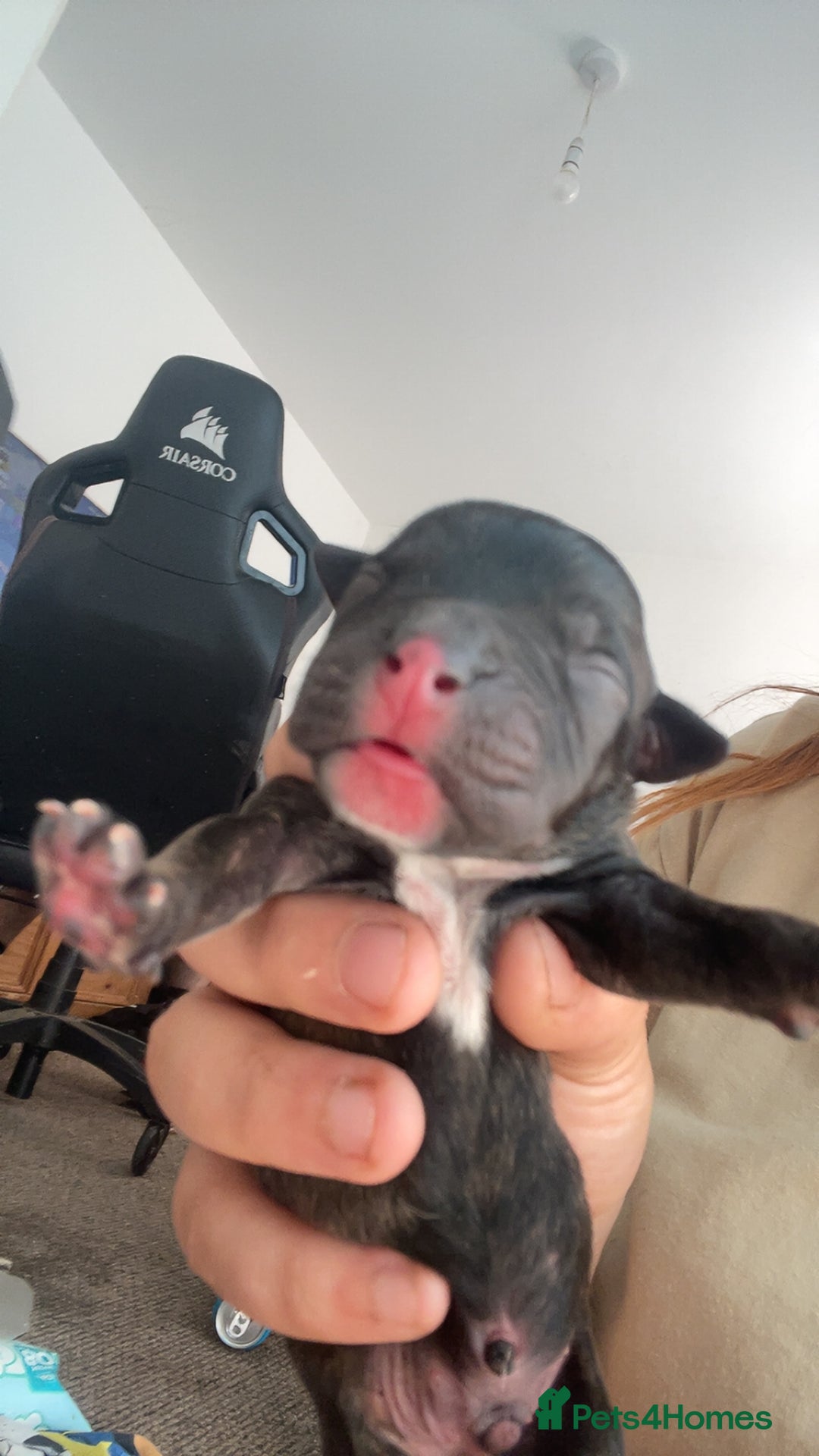 Mixed Breed dogs for sale: Presa canario cross cane corso pups - Image 4