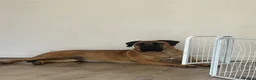 Boerboel dogs for sale: Our beautiful girl Narla in Birmingham - Advert 6