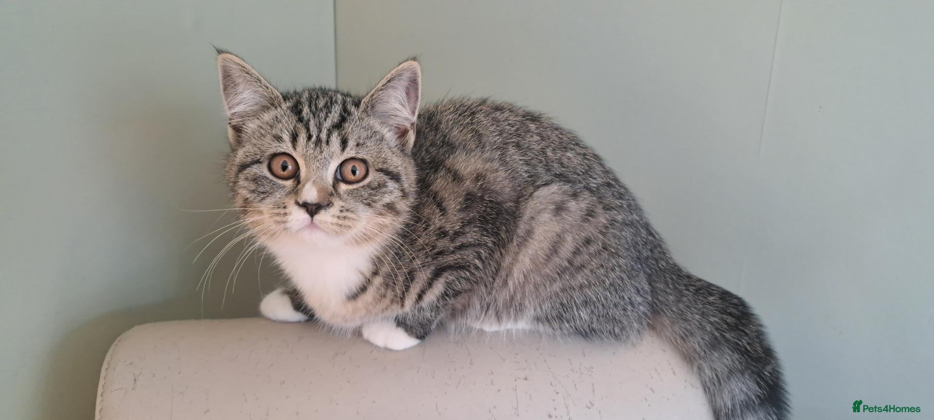British Shorthair cats British Shorthair Cross Kittens - Advert 3
