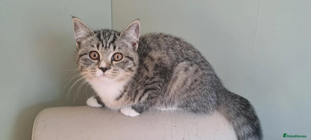 British Shorthair cats for sale: British Shorthair Cross Kittens - Advert 1