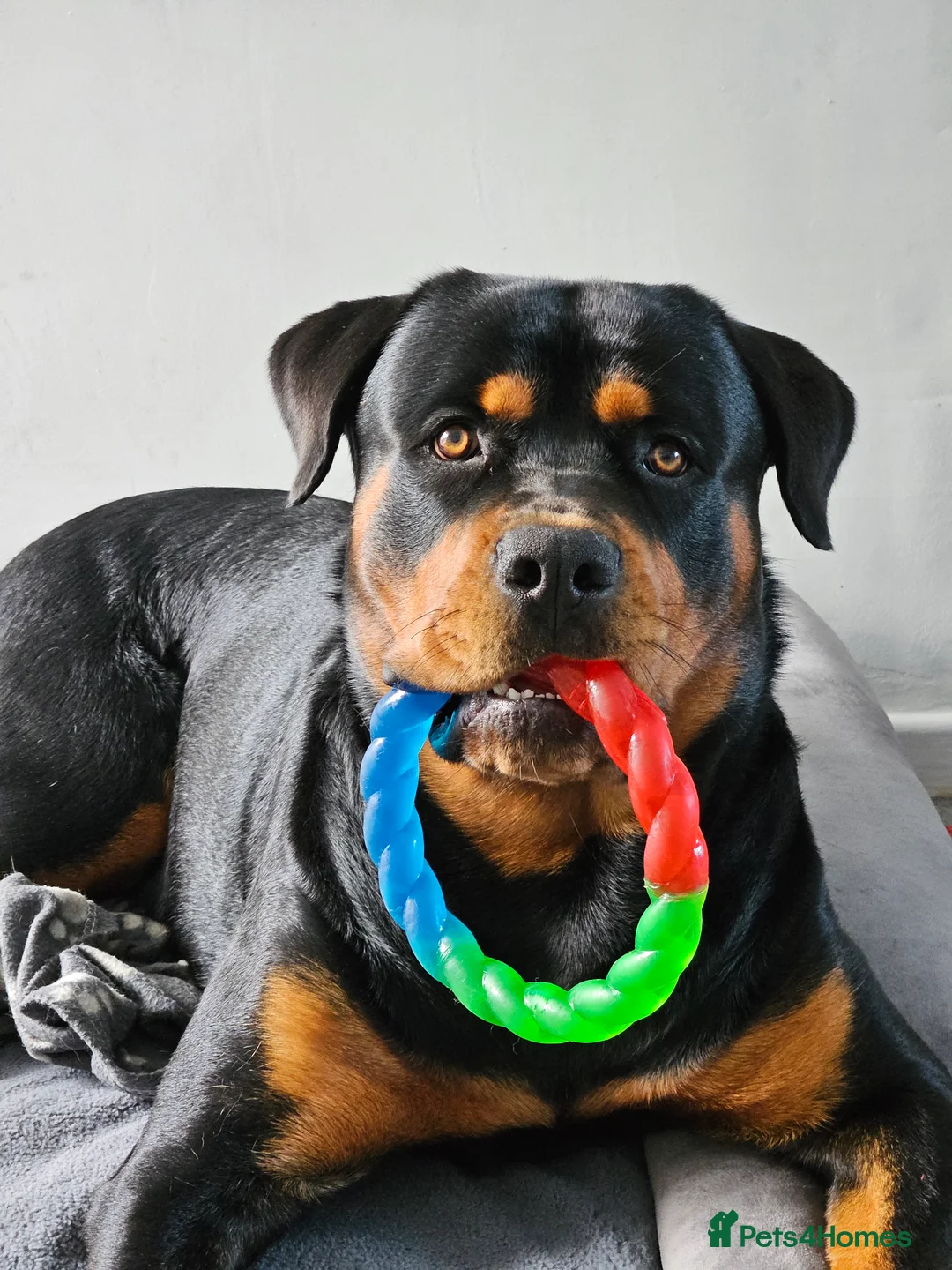 Mixed Breed dogs for sale: "TOGO" :)  - Advert 7