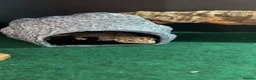 Gecko reptiles for sale: Leopard gecko name Georgia  - Advert 4