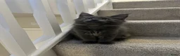 Maine Coon cats for sale: GCCF/Russian Champions BLUE SMOKE Kitten - Advert 1