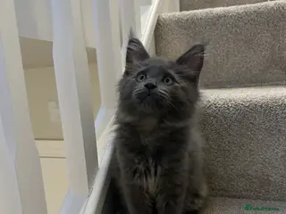 Maine Coon cats GCCF/Russian Champions BLUE SMOKE Kitten - Advert 2