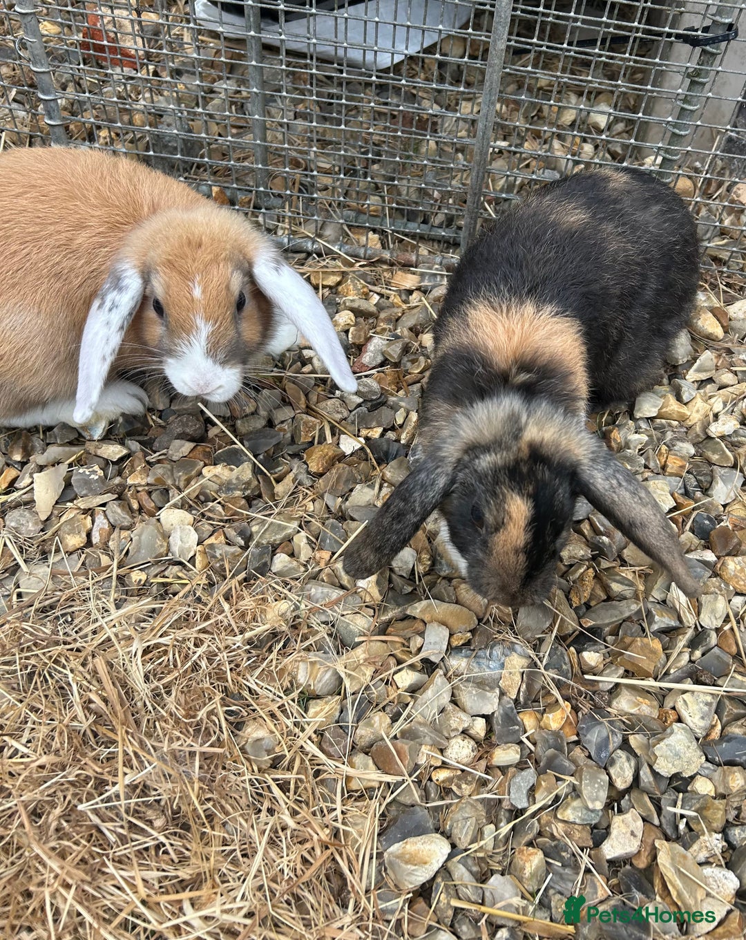 Mini Lop rabbits for sale: Lovely mini lop does  - Image 3
