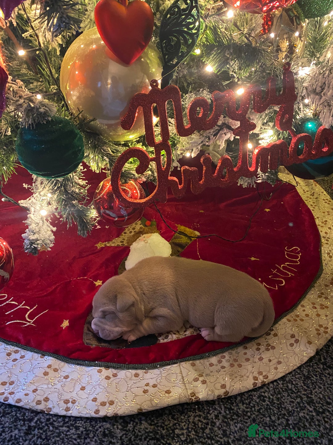 American Bully dogs for sale: American bully  - Advert 13