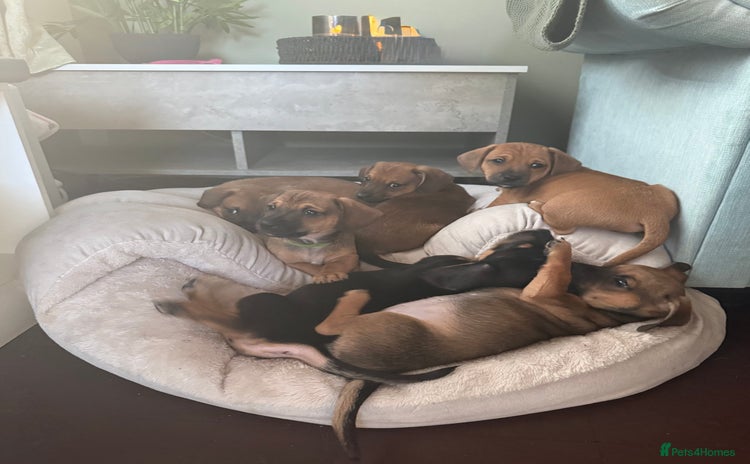 Mixed Breed dogs - Advert 16