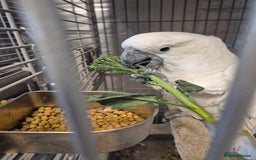Cockatoo birds for sale: Very friendly Umbrella Cockatoo and cage - Image 2