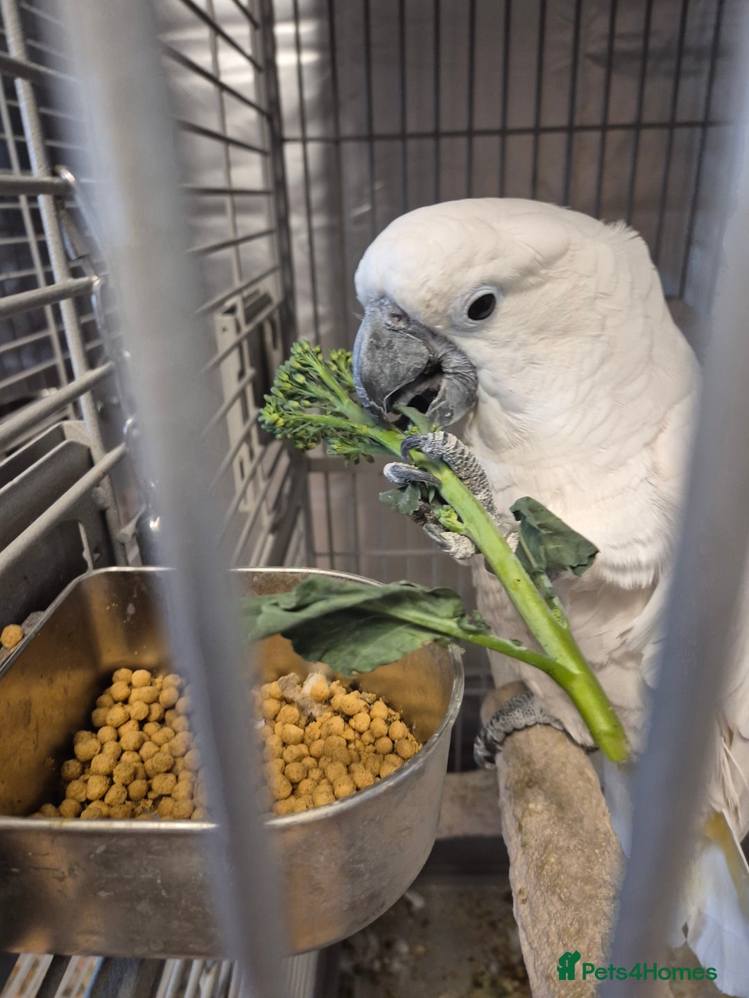 Cockatoo birds for sale: Very friendly Umbrella Cockatoo and cage - Image 2