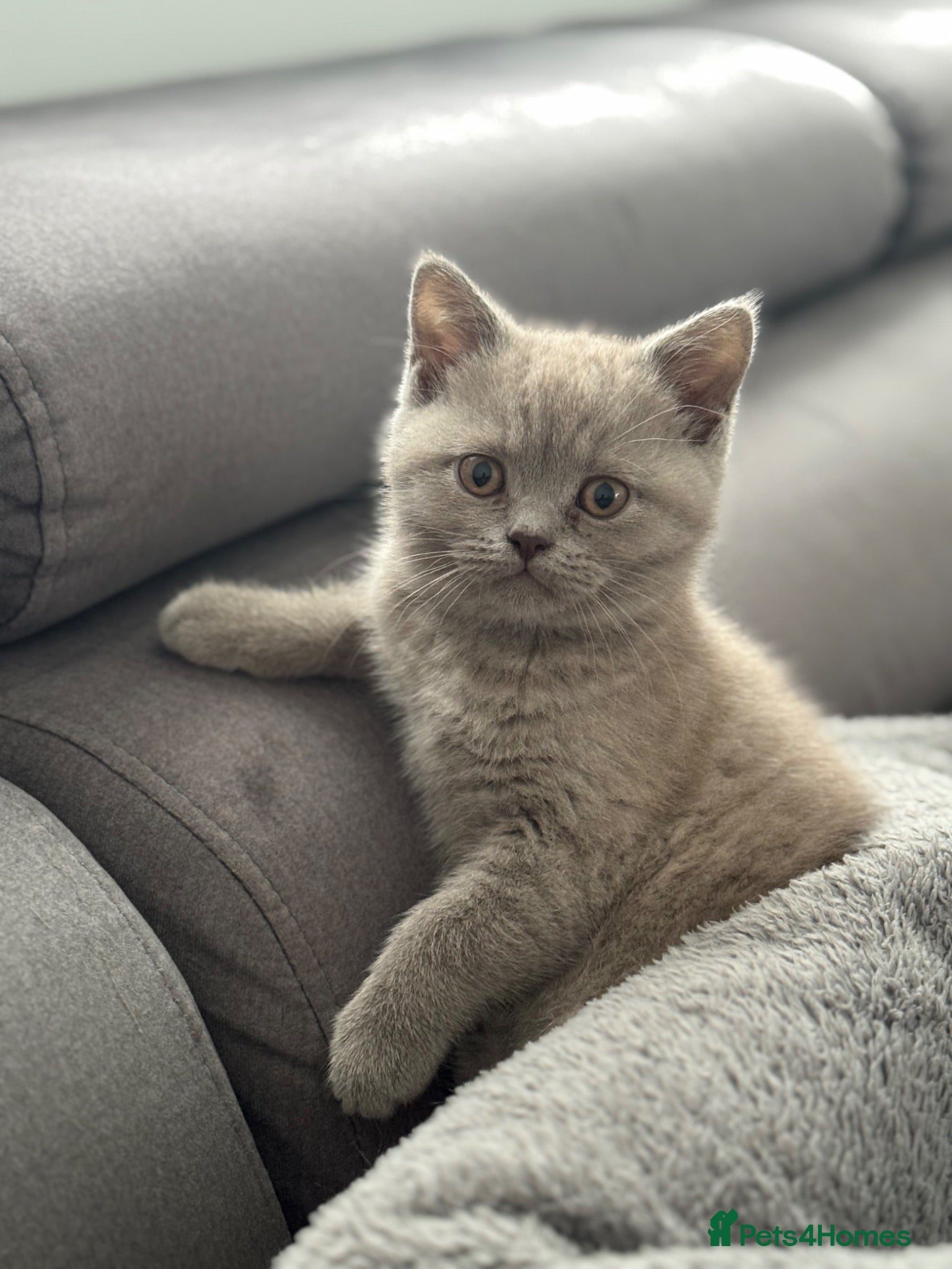 British Shorthair cats British shorthair kittens  - Advert 1