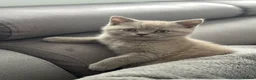British Shorthair cats for sale: British shorthair kittens  - Advert 1