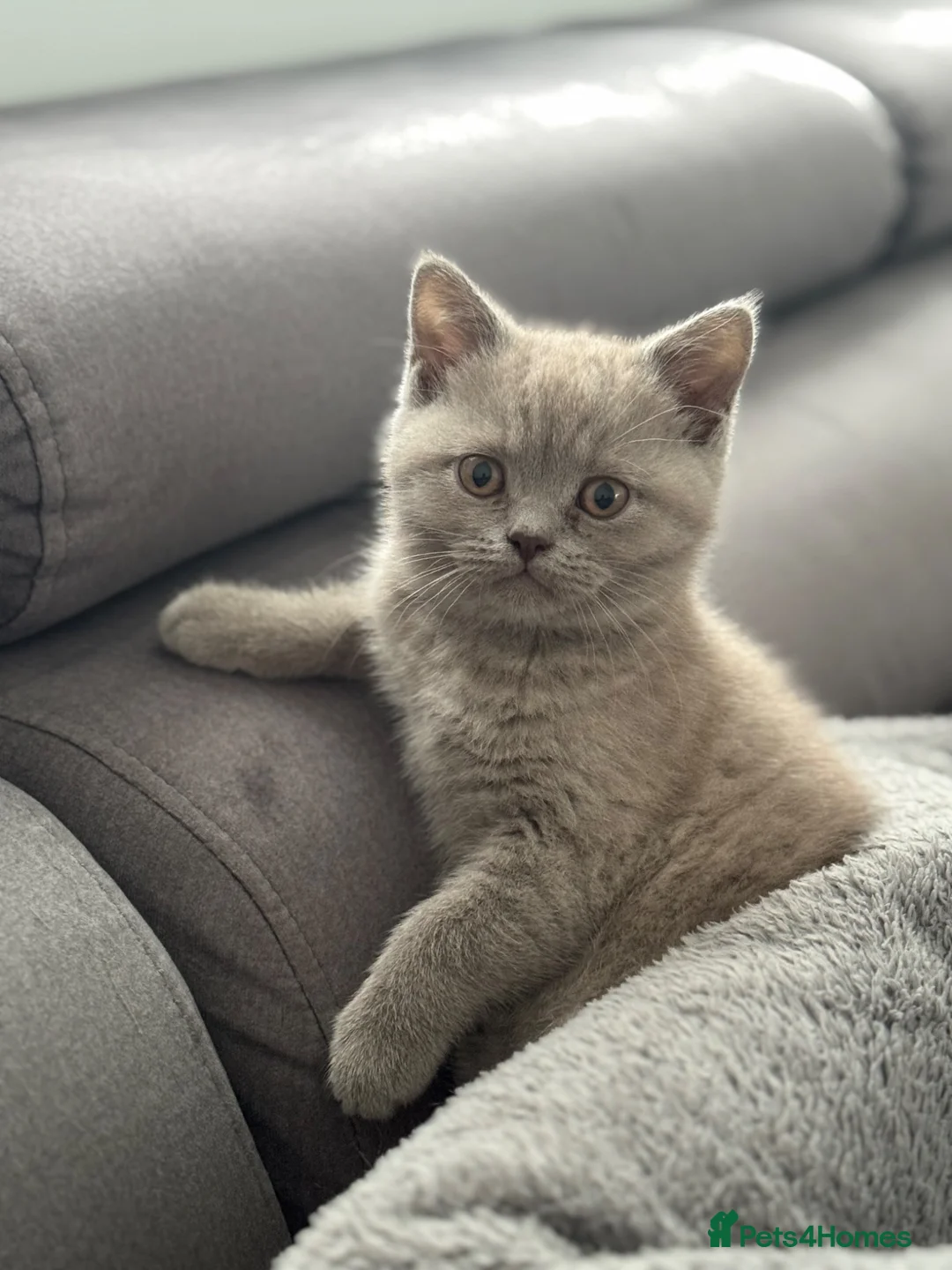 British Shorthair cats for sale: British shorthair kittens  - Advert 1