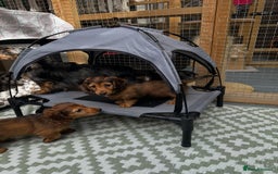 Dachshund dogs for sale: KC Registered Quality Mini Dachshunds long hair  - Image 31