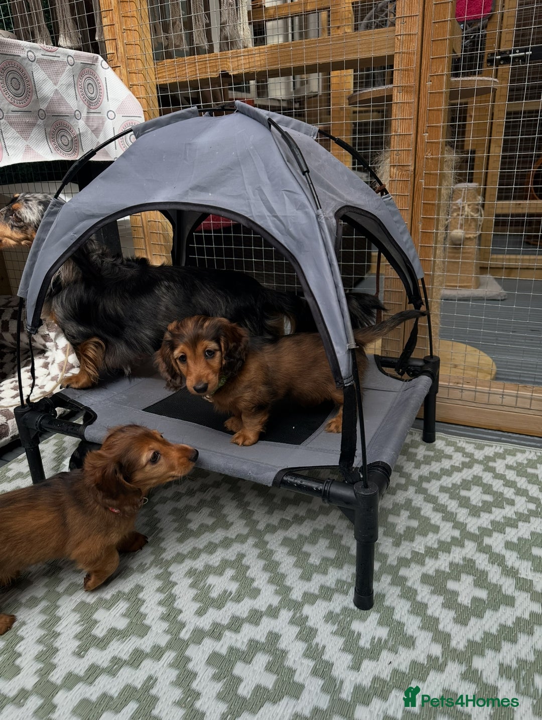 Dachshund dogs for sale: KC Registered Quality Mini Dachshunds long hair  - Image 31