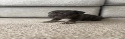 French Bulldog dogs for sale: ❤️READY TO LEAVE French-bulldog puppies ❤️ - Advert 15