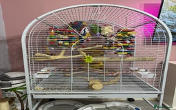 Parrots birds for sale: Blue fronted Amazon  - Image 2