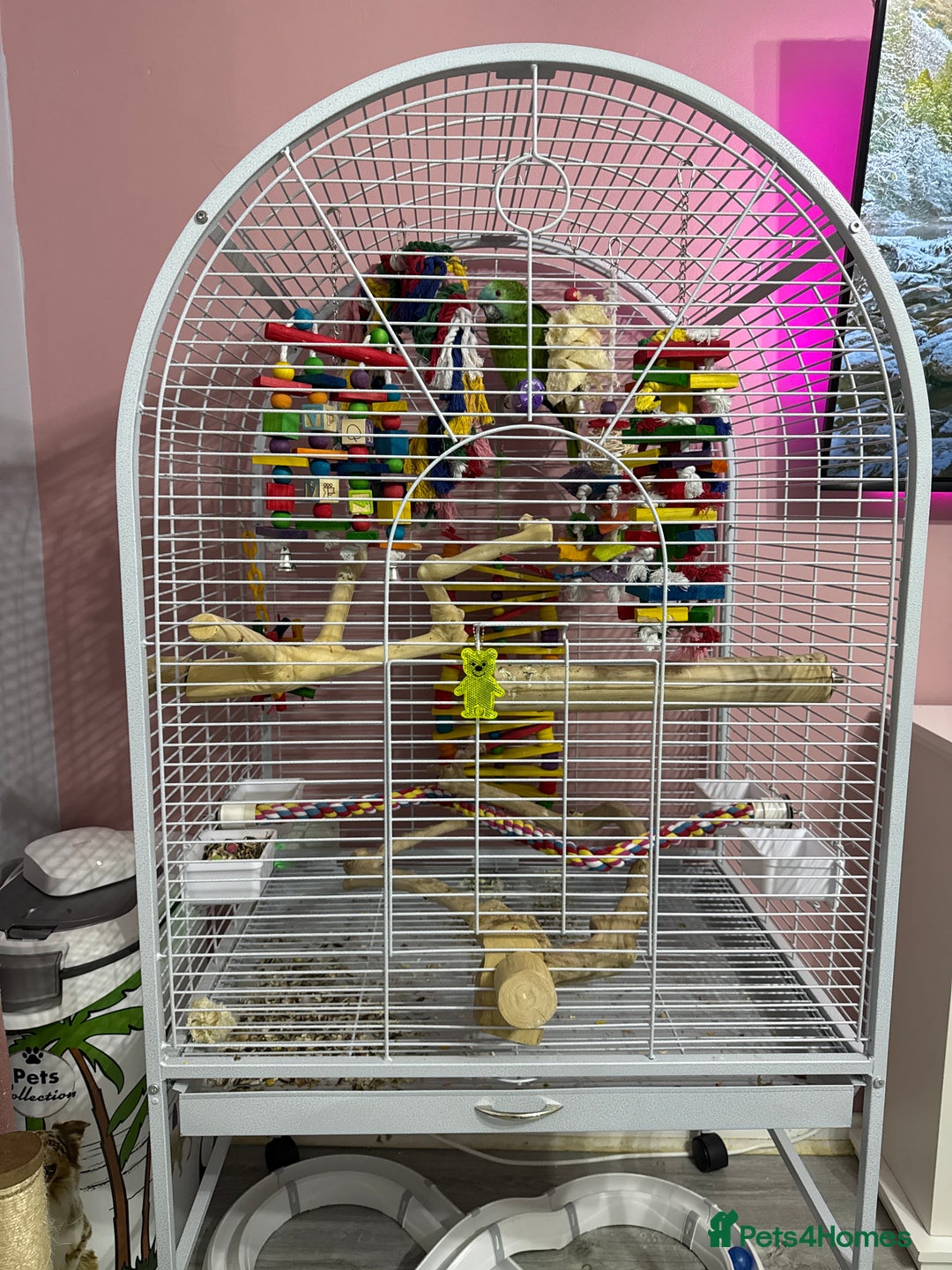 Parrots birds for sale: Blue fronted Amazon  - Image 2