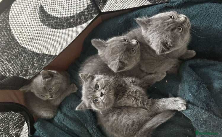 British Shorthair cats - Advert 14