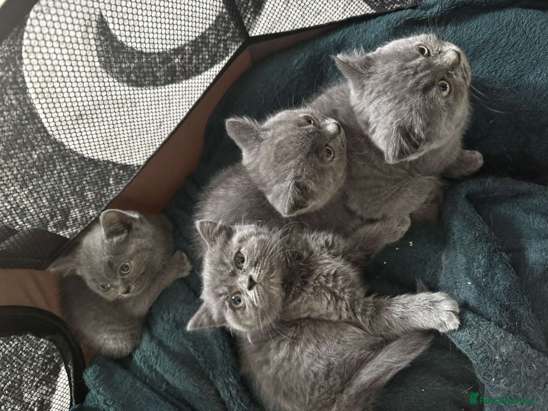 British Shorthair cats for sale: British short hair kittens - Image 1