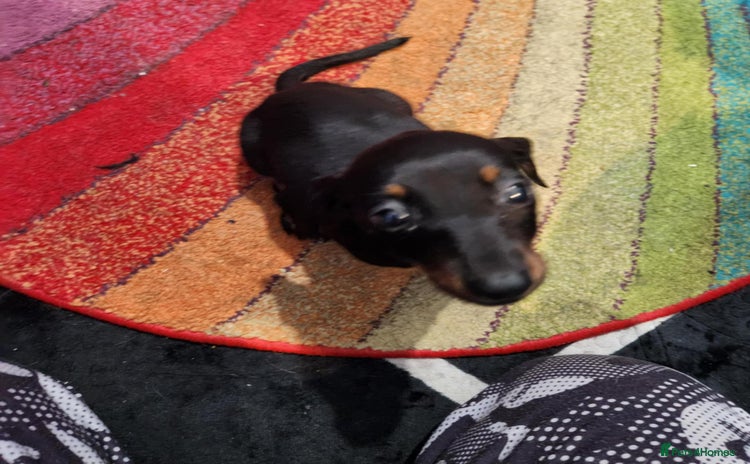 Dachshund dogs - Advert 2