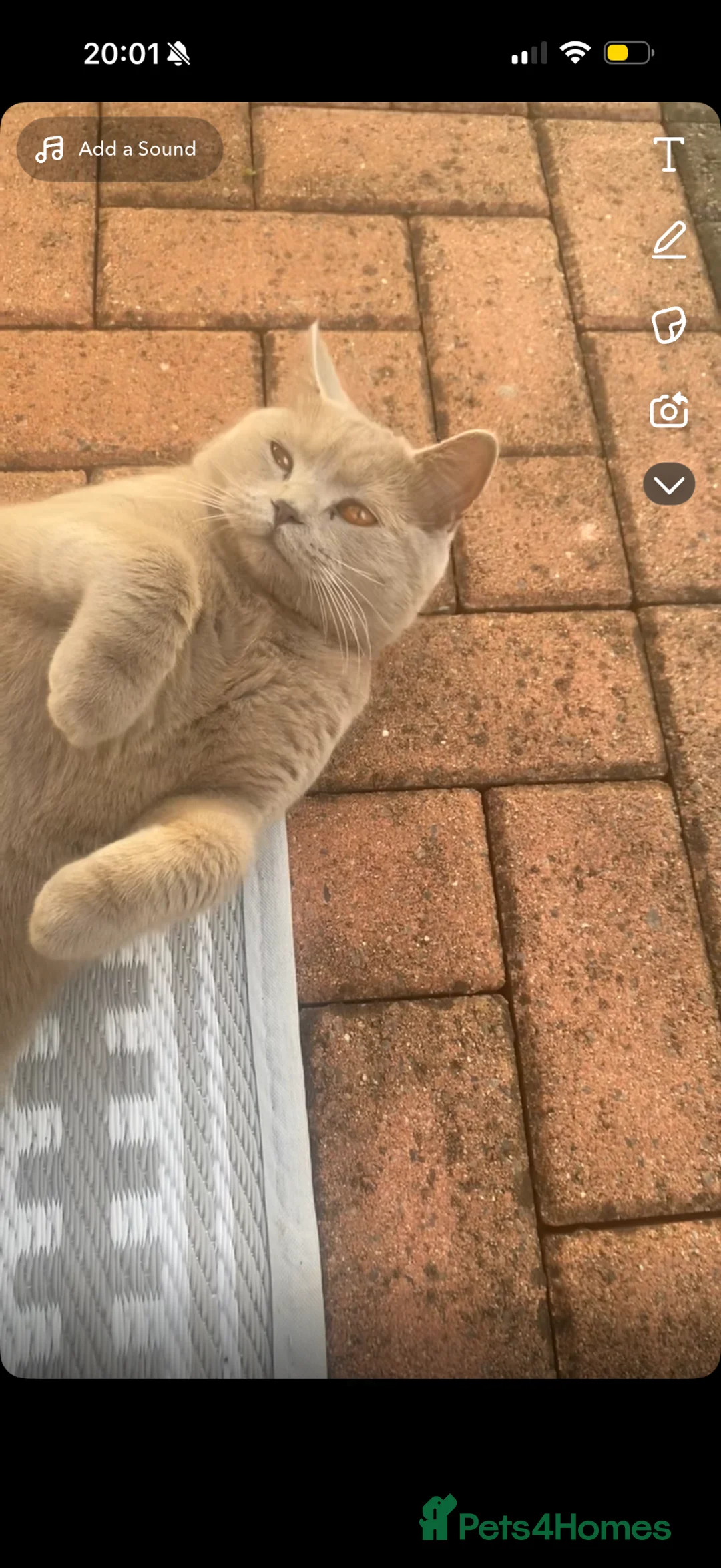 British Shorthair cats for sale: British short hair cat  - Advert 2