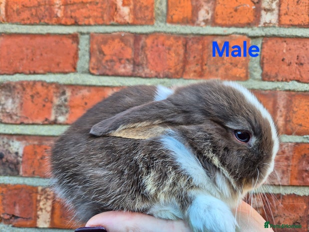 Mini Lop rabbits 7 stunning mini lops - Advert 1