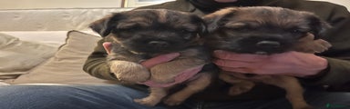 Border Terrier Puppy 1