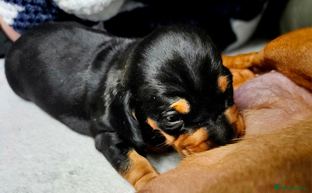 Dachshund dogs for sale: Beautiful Miniature Dachshund - Advert 23