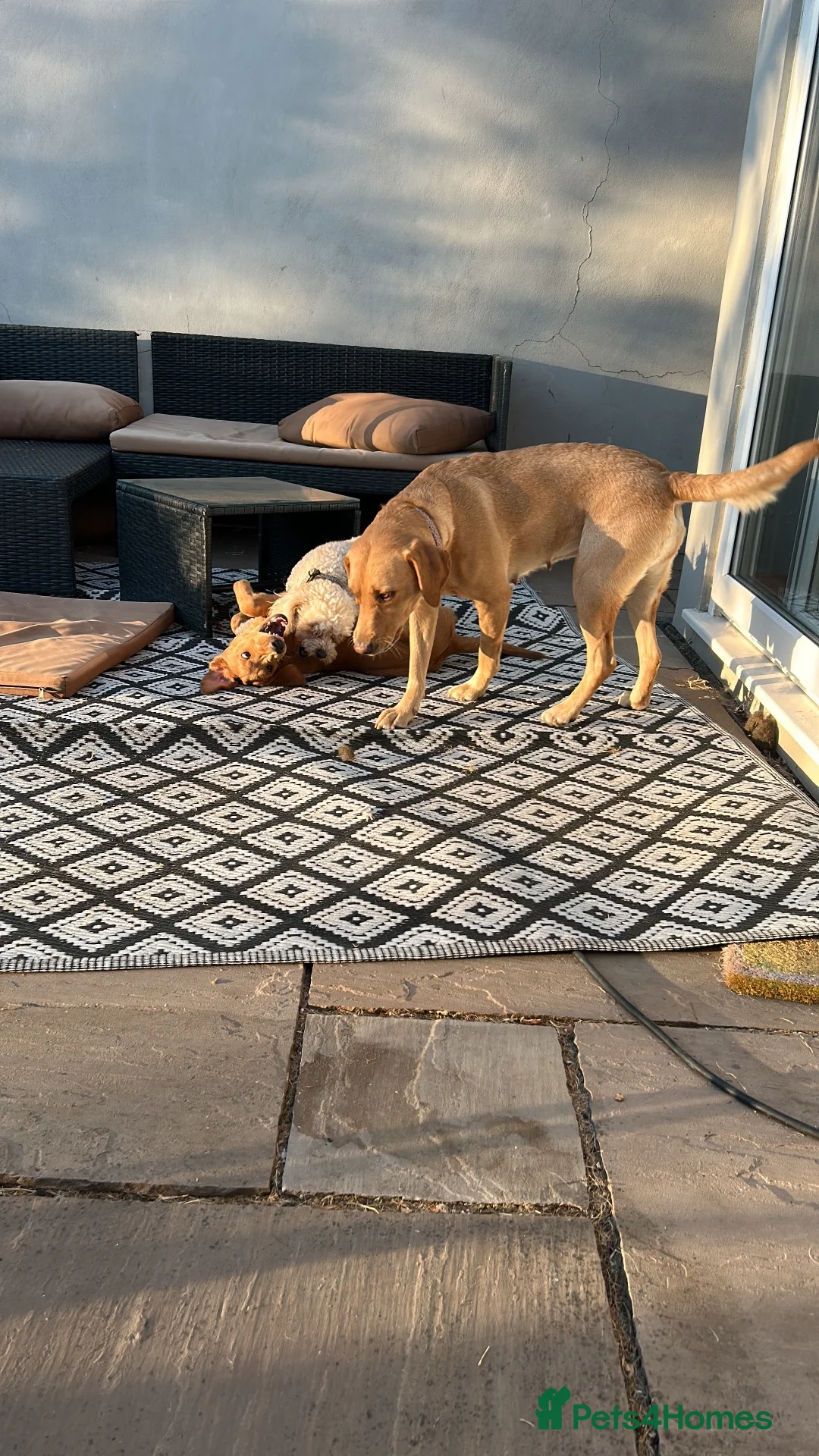 Labradoodle dogs for sale: 5 Month Old Girl Labradoodle for her forever home - Advert 2