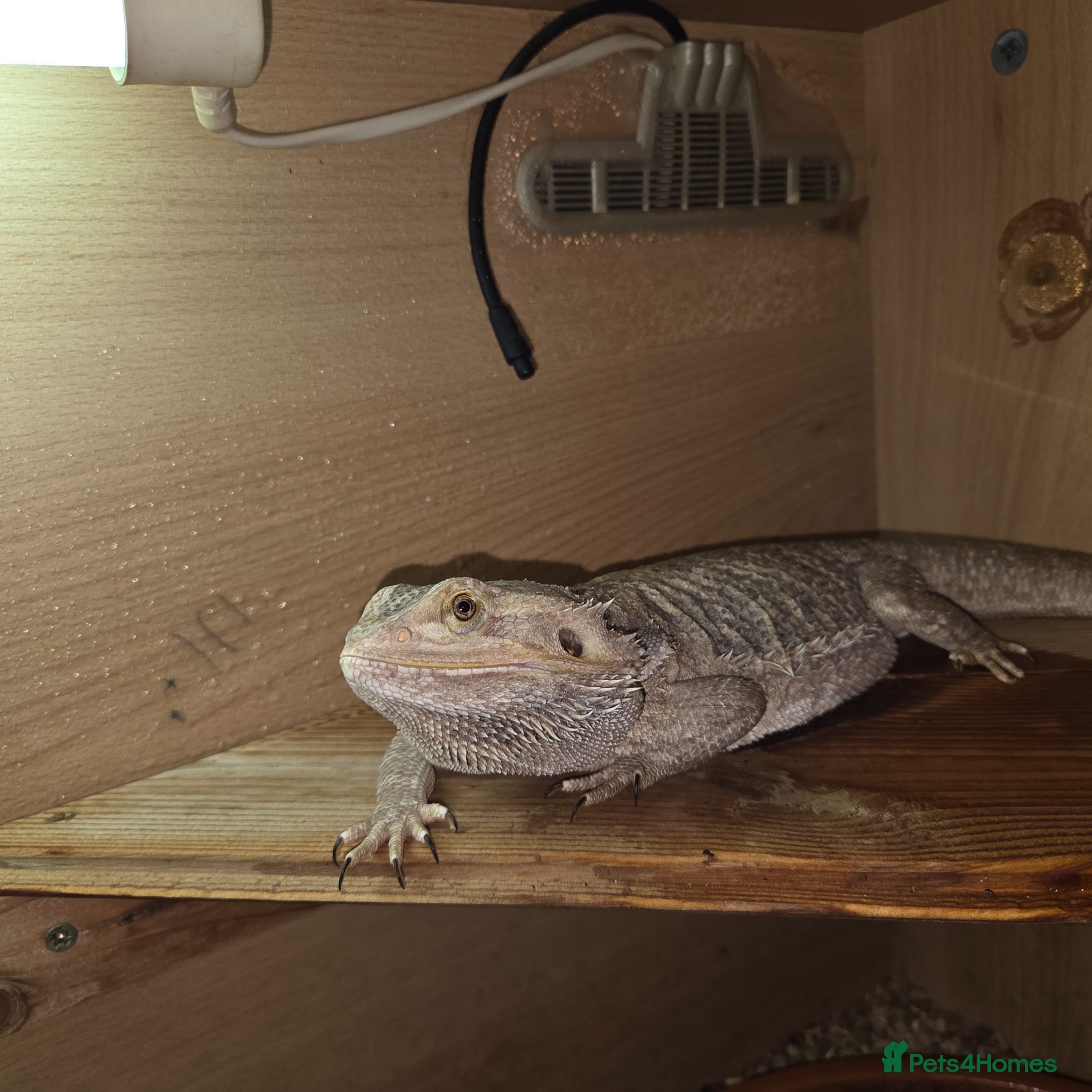 Bearded Dragon reptiles Pair of bearded dragons  - Advert 1