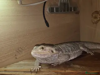 Bearded Dragon reptiles Pair of bearded dragons - Advert 1