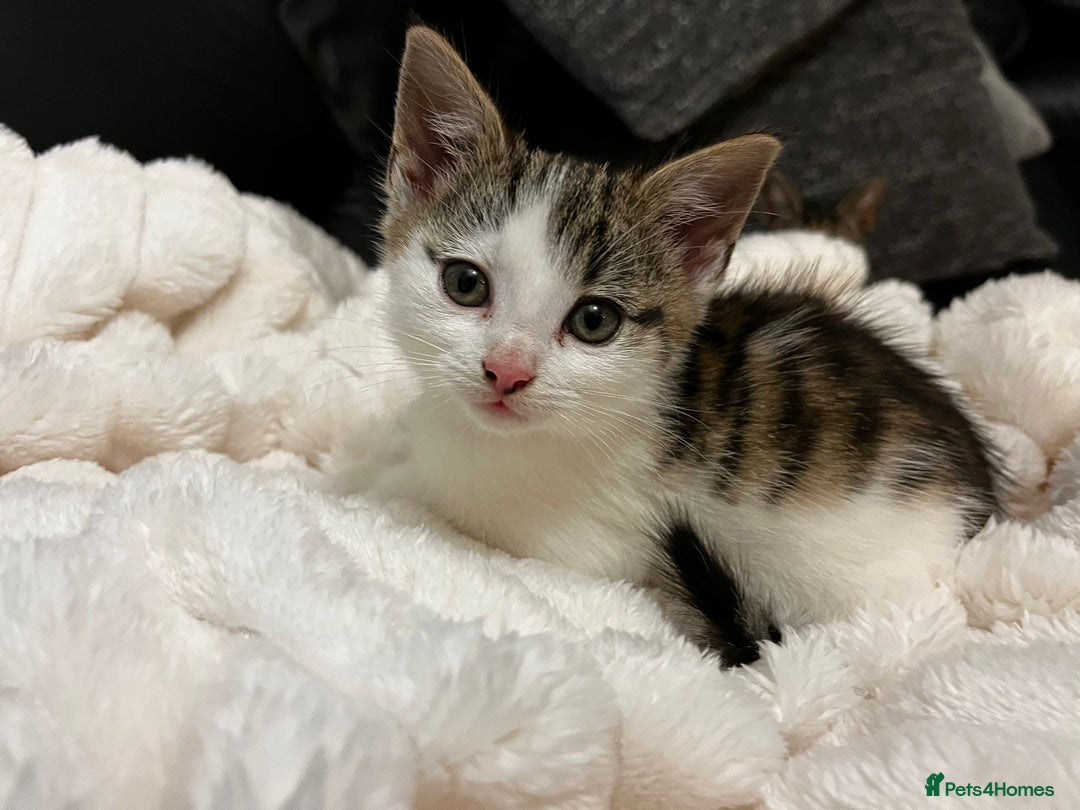 Mixed Breed cats for sale: Beautiful female kitten for sale - Advert 14