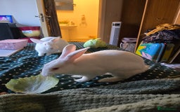 New Zealand rabbits for sale: Beautiful white rabbit - Image 3