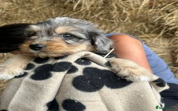 Bordoodle dogs for sale: Beautiful Bordoodle puppies - Image 2