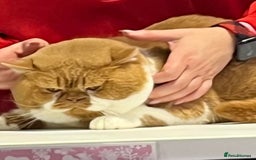 British Longhair cats for sale: Blh lilac and fawn boys TICA registered  - Image 4