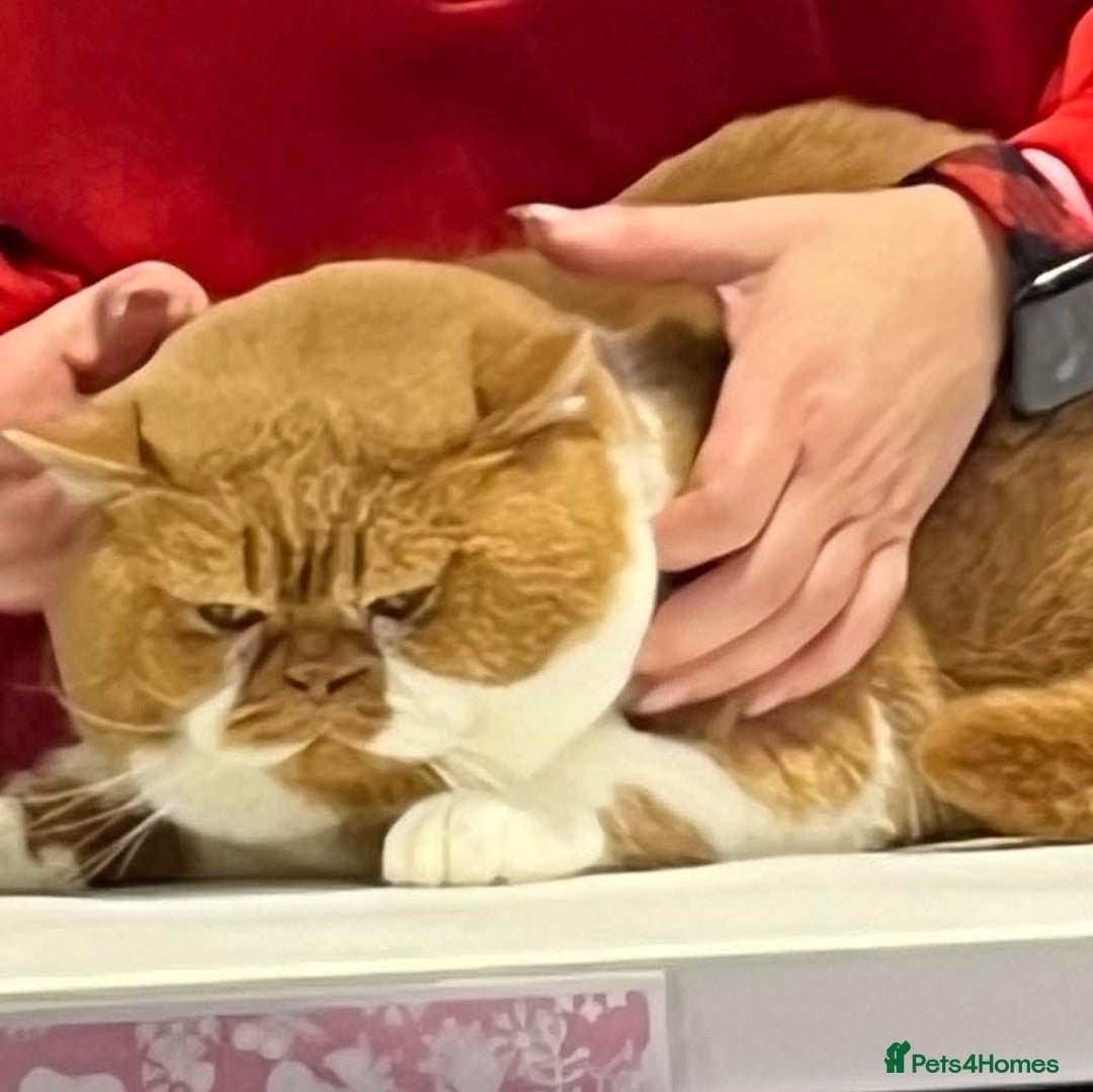 British Longhair cats for sale: Blh lilac and fawn boys TICA registered  - Image 4