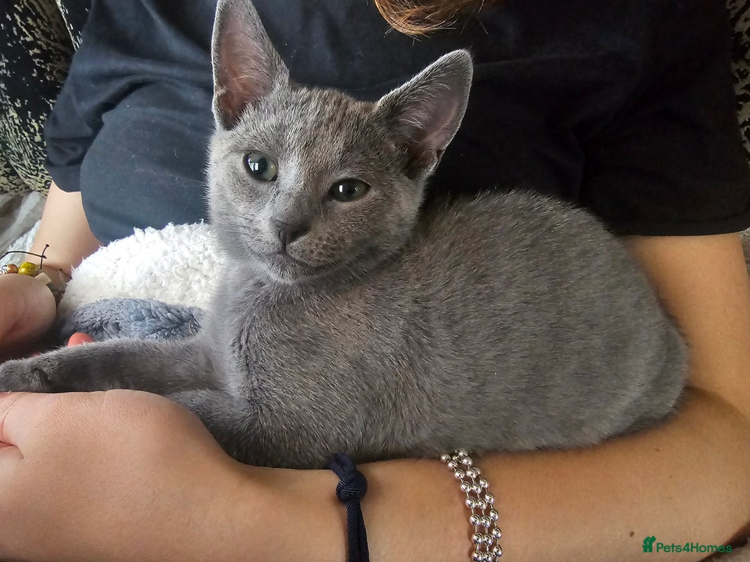 Russian Blue cats for sale: **TICA full pedigree Russian Blue kittens - Image 5