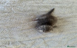 Ragdoll cats for sale: RAGDOLL X KITTENS  - Image 26