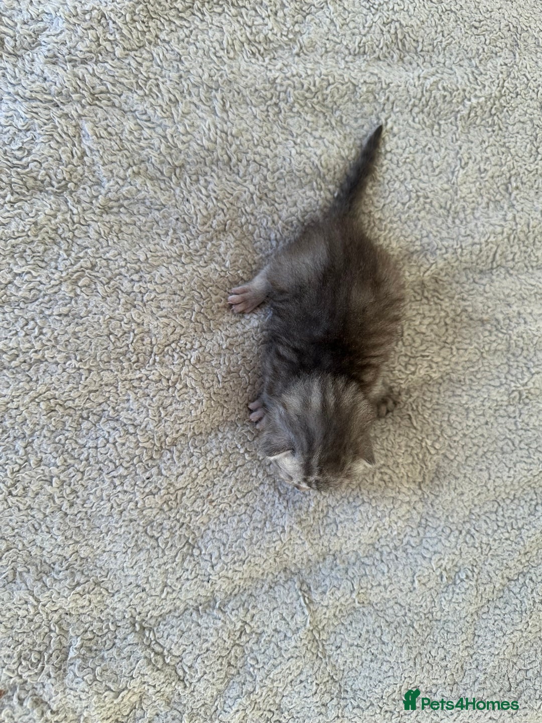 Ragdoll cats for sale: RAGDOLL X KITTENS  - Image 26