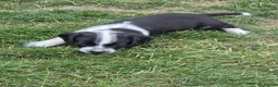 Mixed Breed dogs for sale: READY NOW 2 boys Sprollie x Dalmatian pups - Advert 20