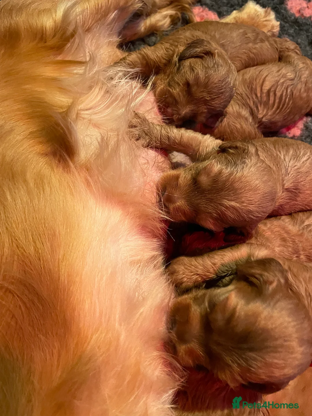 Toy Poodle dogs for stud: EXTENSIVELY HEALTH TESTED TOY POODLE STUD TYSON🌹 in Sheerness - Advert 13