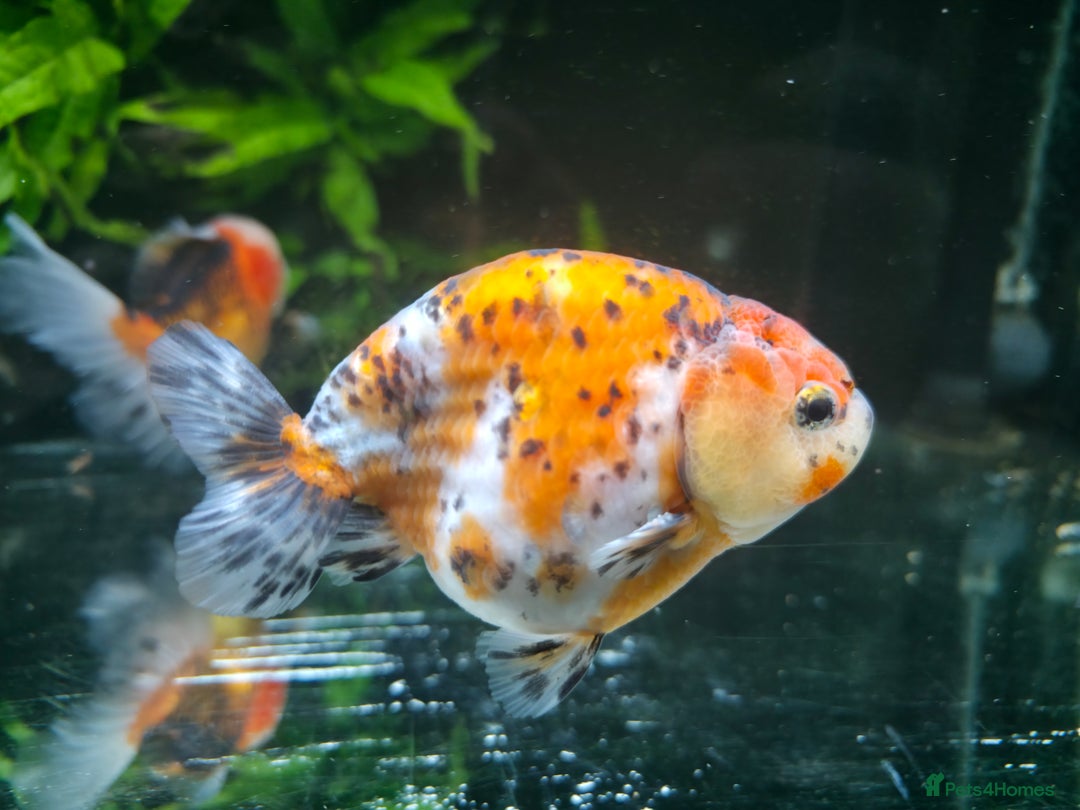 Fancy Goldfish fish for sale: Fancy Goldfish (Oranda & Ranchu) - Advert 4