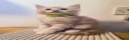 Maine Coon cats for sale: Maine coon MIX kittens  - Advert 7
