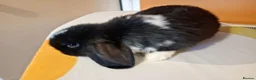 Mini Lop rabbits for sale: Gorgeous female mini lop to reserve in Glasgow - Advert 13