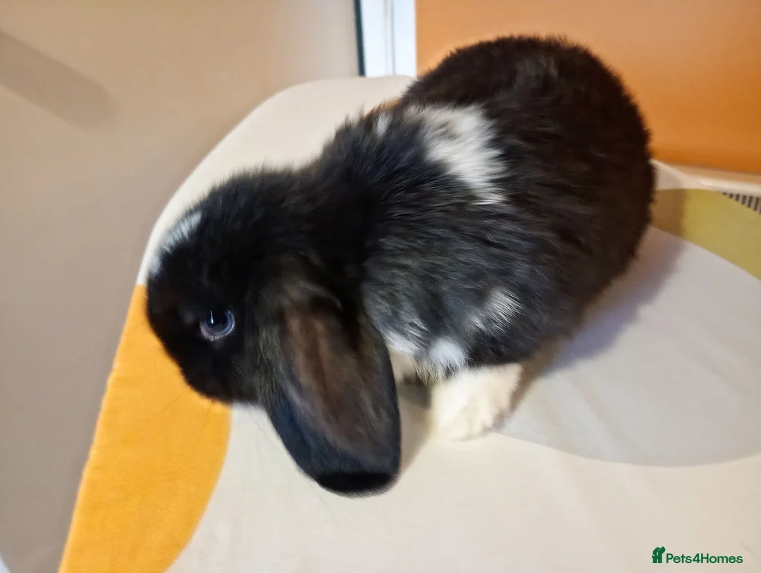 Mini Lop rabbits for sale: Gorgeous female mini lop to reserve in Glasgow - Advert 13