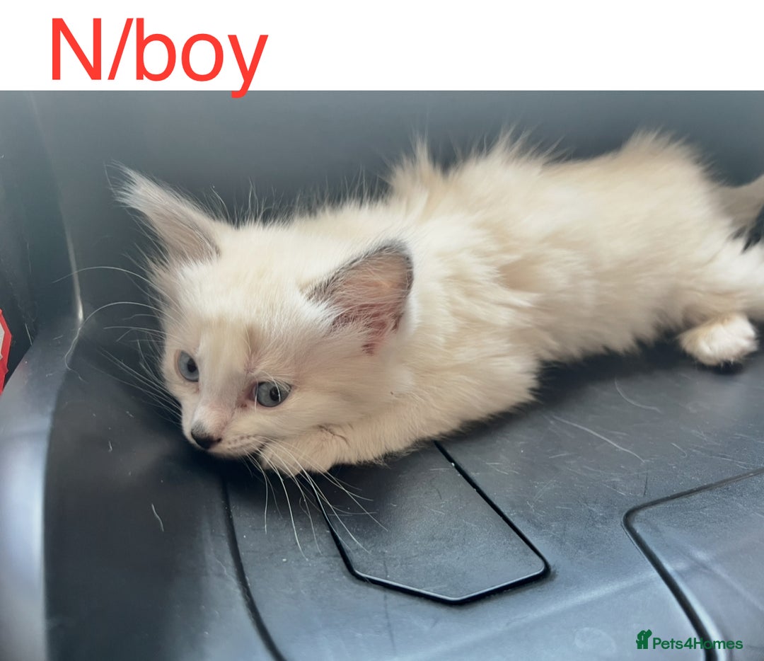 Ragdoll cats for sale: Ragdoll Kittens - Image 9